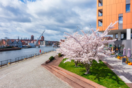 Spring flowers blooming on the trees over the Motlawa river in Gdansk. Polandの写真素材