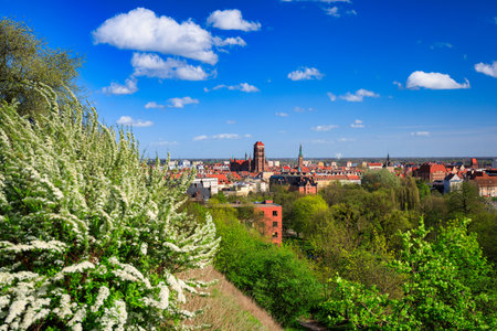 Beautiful blooming tree and the Main City of Gdansk at spring, Polandの写真素材
