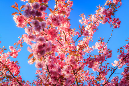 Flowering trees in a spring public park, Gdansk Oliwa. Polandの写真素材