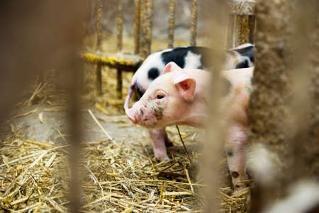 pig