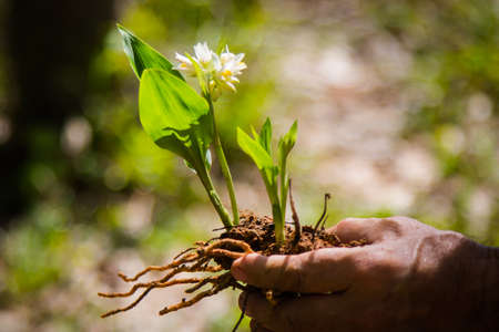 I will grow up by this handの写真素材