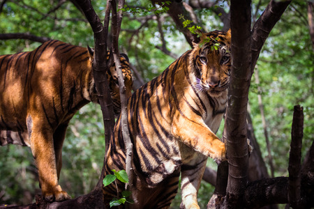 tigers are coming