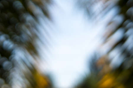 Blurred sun shining through palm tree leaves. Blurry image concept.の写真素材