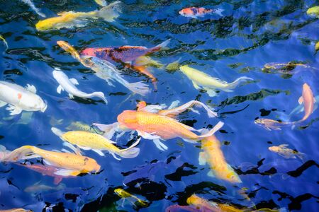 Colorful fancy carp fish or koi fish are swimming. Koi Fish swimming in the pond. Top view and zoom...