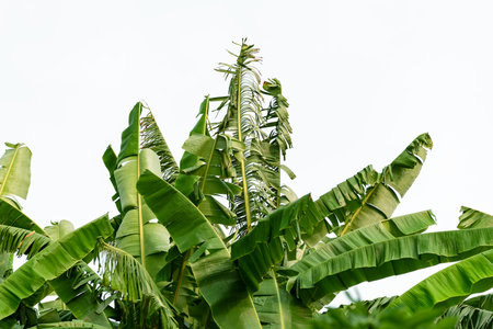 Banana leaves on isolated white background.の写真素材
