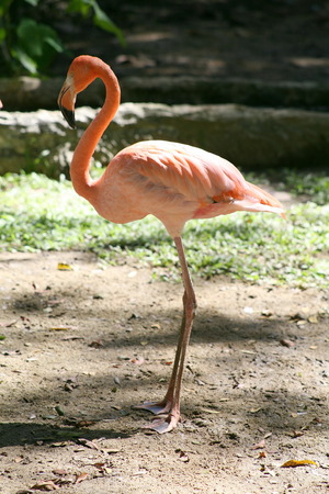 Flamingoの写真素材