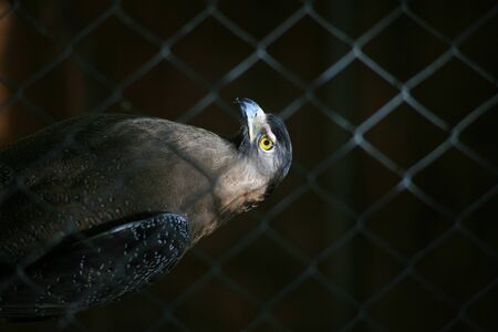 Hawk Eyeの写真素材