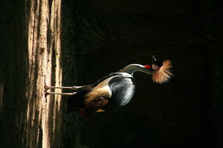 Crowned Crane / African Crowned Craneの写真素材