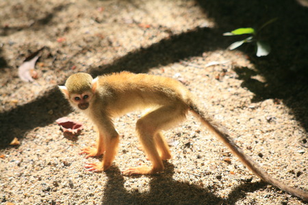 Little brown monkeyの写真素材