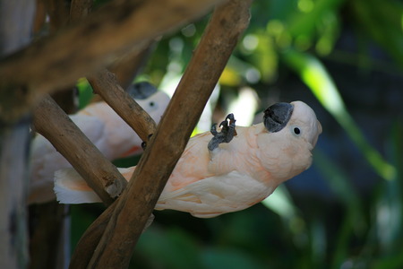 White Galah Cockatooの写真素材