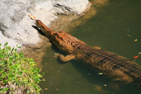 gavialの写真素材