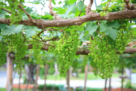 Green grapes / grapes bunchの写真素材