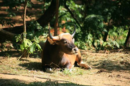 Banteng cow  / Bos javanicusの写真素材