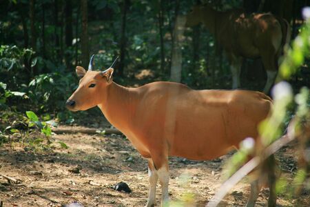 Banteng cow  / Bos javanicusの写真素材