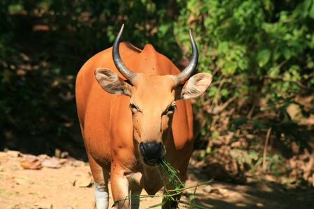 Banteng cow  / Bos javanicus