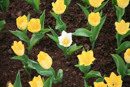 Yellow tulips