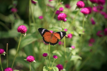 Butterflies and Flowersの写真素材