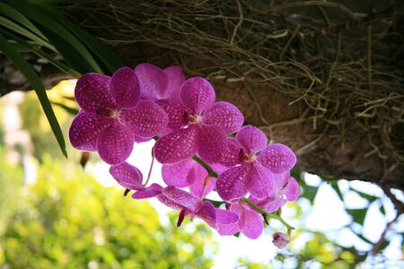 Purple orchidsの写真素材