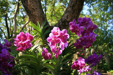 Purple orchidsの写真素材
