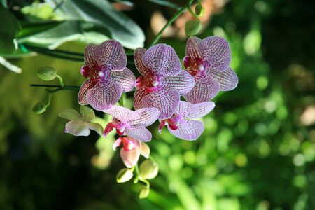 Purple orchidsの写真素材