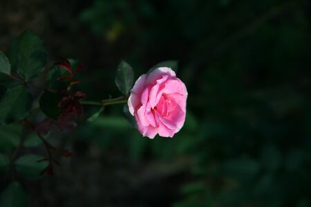 Pink rose  / Lovely pinkの写真素材