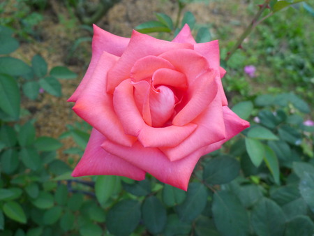 Pink rose  / Lovely pinkの写真素材
