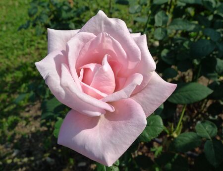 Pink rose  / Lovely pinkの写真素材
