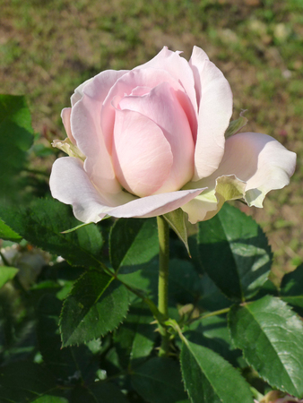 Pink rose  / Lovely pinkの写真素材