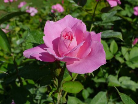 Pink rose  / Lovely pinkの写真素材