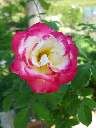 Pink rose  / Lovely pinkの写真素材