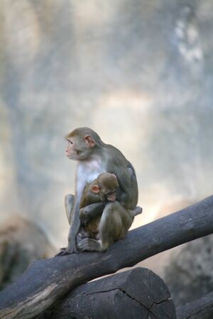 Monkey / Rhesus Macaqueの写真素材