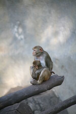 Monkey / Rhesus Macaqueの写真素材
