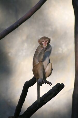 Monkey / Rhesus Macaqueの写真素材