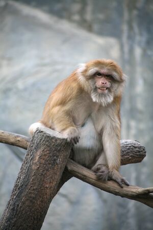 Monkey / tailed Macaqueの写真素材