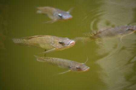 Asian freshwater fish