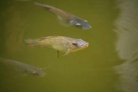 Asian freshwater fishの写真素材