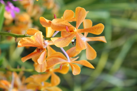 Orange orchids /Tropical orchidsの写真素材