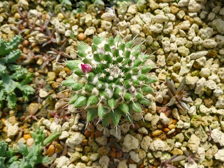 Desert  plants / Plants that grow in arid conditionsの写真素材