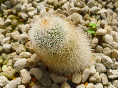 Desert  plants / Plants that grow in arid conditionsの写真素材