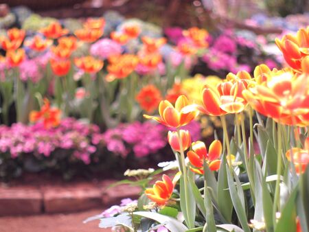 Tulips orange soft image / Orange Tulips wallpaperの写真素材