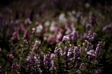 Purple flower in the rain / photo art effectの写真素材