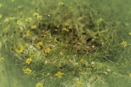 Yellow flower in the rain / photo art effect