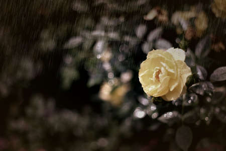 Yellow rose in the rain / photo art effectの写真素材