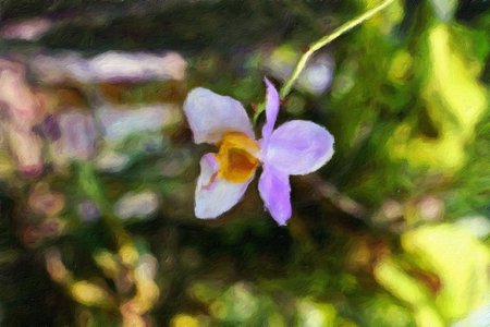 Orchid  flower oil painting / photo art effectの写真素材