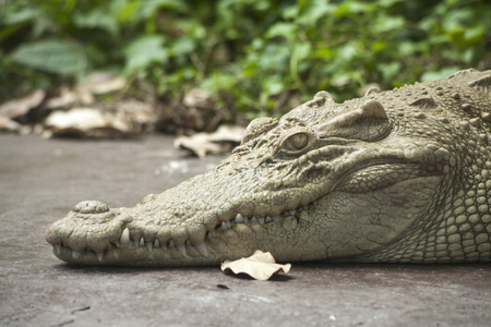 Albino Crocodile / Albino Siamese Crocodile : Freshwater crocodile , skin is white , nearly extinct , found in Southeast Asiaの写真素材