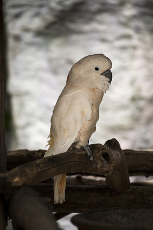 White Cockatoo / White cockatoo perched on a branchの写真素材