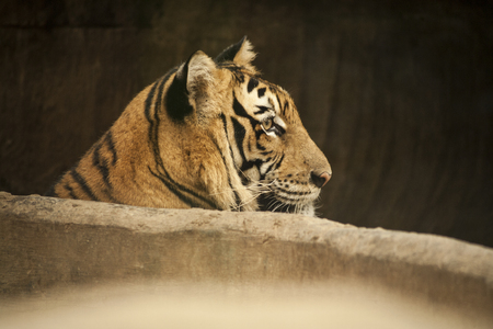 Tiger / Tiger at Chiang Mai  , Thailandの写真素材
