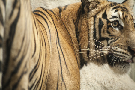Tiger / Tiger at Chiang Mai , Thailand