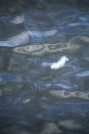 Feather and water surfaceの写真素材