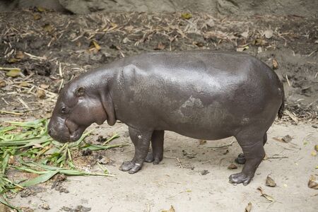 Pygmy Hippo / pygmy hippopotamus is a smallの写真素材